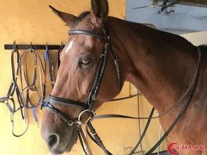 网红骑马爆料视频,揭秘马术运动的魅力与挑战  第2张